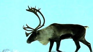 Epic Animal Migrations - Nature’s Greatest Journeys Revealed