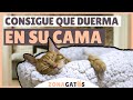 7 consejos para que tu gato DUERMA EN SU CAMA