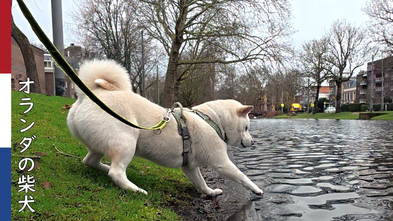 柴犬柿丸  野放し軍団をやりすごし ひとりでたのしく盛り上がる柴犬｜オランダ散歩・環境音
