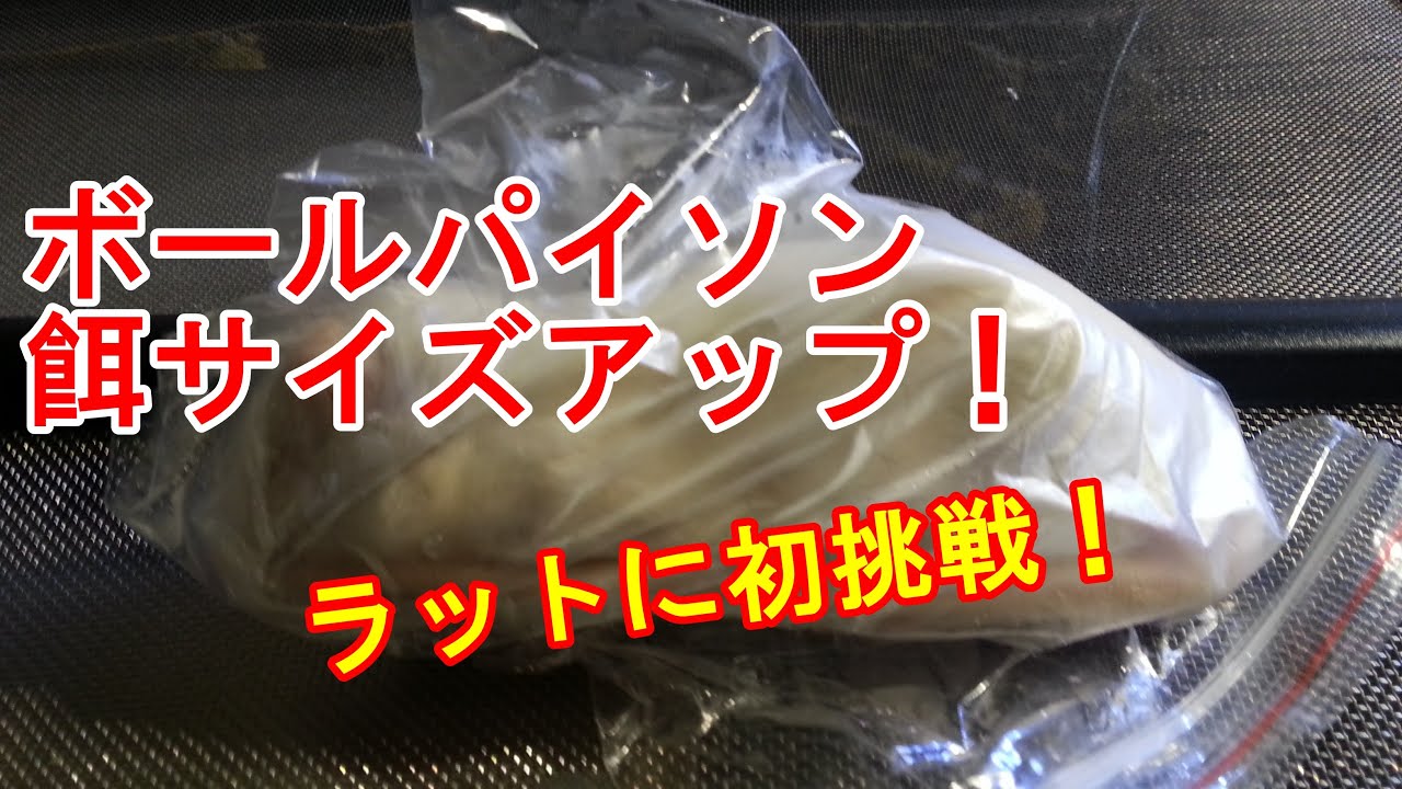 ボールパイソン 餌サイズアップ アダルトラットsss Youtube