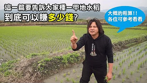 【务农夫妇】第186篇【种水稻一甲地到底可以赚多少钱??】 - 天天要闻