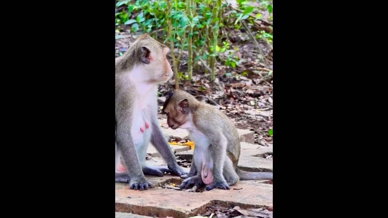 Shiloh is being weaned by her mom