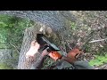 Unedited Felling Footage! Cutting #Hardwood With the #Stihl #Ms462c