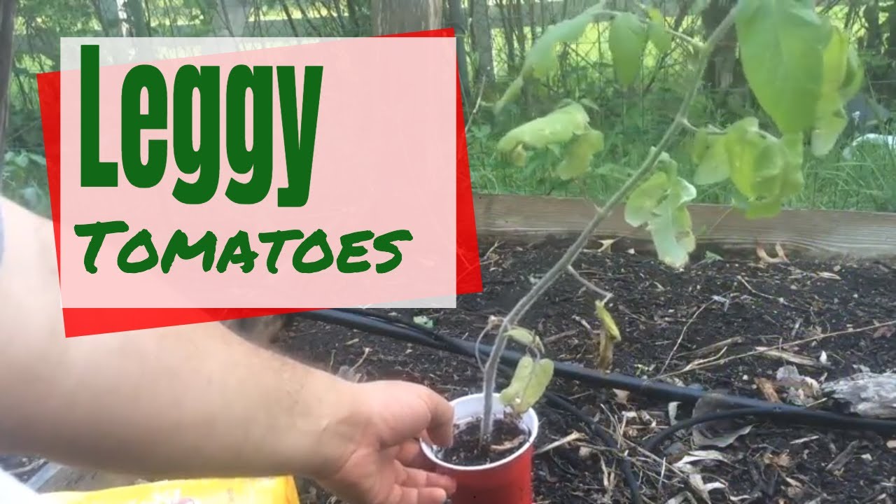 How to Transplant a Leggy Tomato Plant