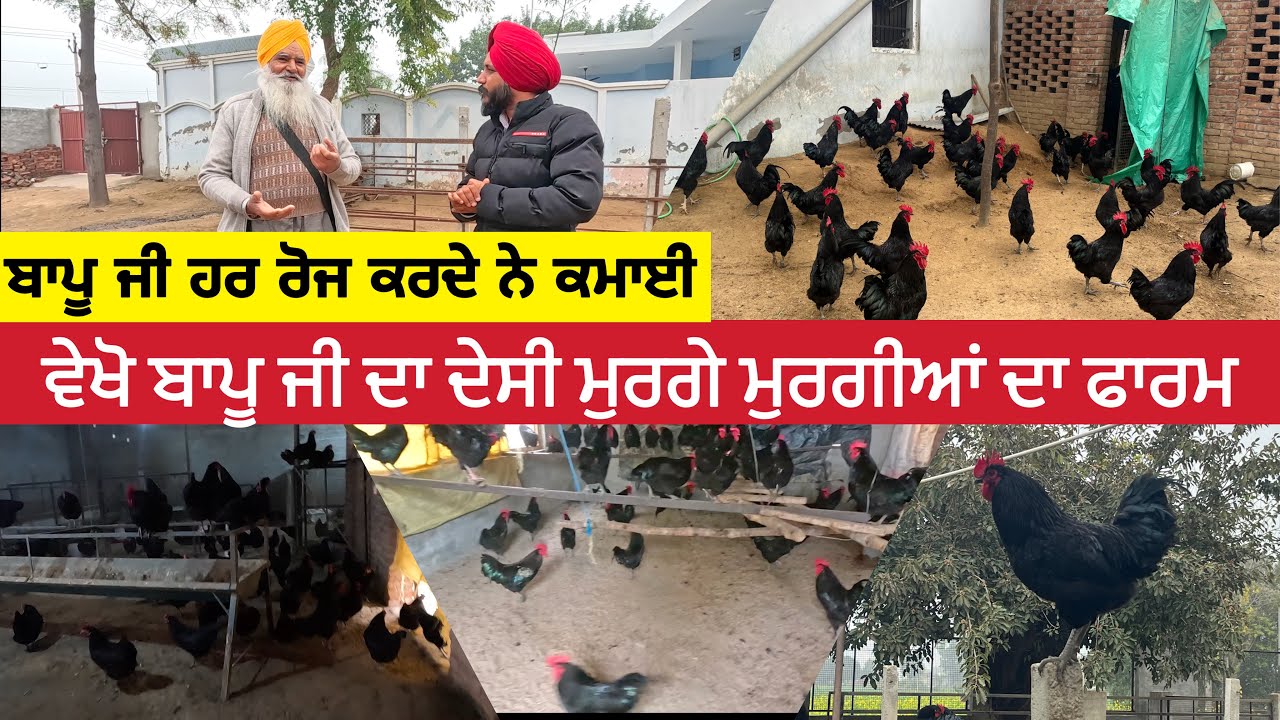 ਦੇਸੀ ਮੁਰਗੇ ਮੁਰਗੀਆਂ ਚੋਂ ਹਰ ਰੋਜ ਕਮਾਈ ਵੇਖੋ ਬਾਪੂ ਜੀ ਦਾ ਮੁਰਗੇ ਮੁਰਗੀਆਂ ਦਾ ਫਾਰਮ #poultry #desimurgifarming