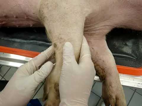 Video: Das Kommerzielle Schwein Als Modell Für Spontan Auftretende Arthrose