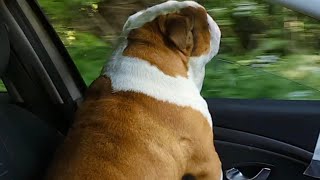 I treated Pablo with a car ride to McDonald's for a birthday breakfast !! #bulldogpabs