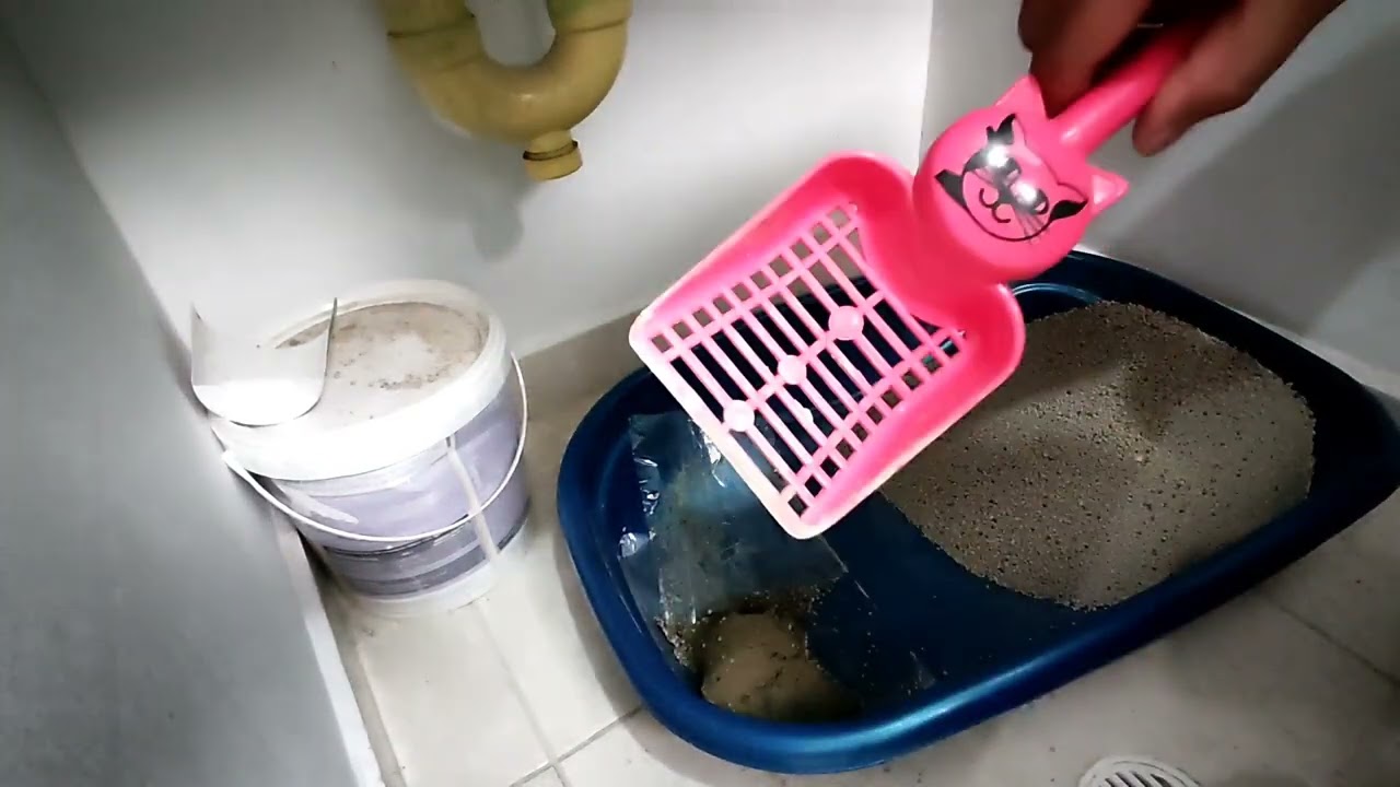 TRUCO para Limpiar la arena del Gato Como hacer que la arena de gato dure más YouTube TRUCO para Limpiar la arena del Gato Como hacer que la arena de gato dure más YouTube