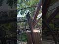 #stlzoo the Francois langurs are really cuckoo