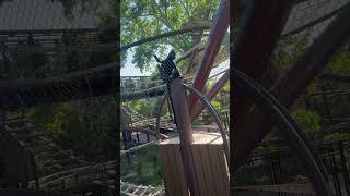 #stlzoo the Francois langurs are really cuckoo