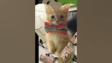 Funny cats Video 2024