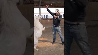 Wilma Goes Wild. Ich Liebe Dieses Mini Pony