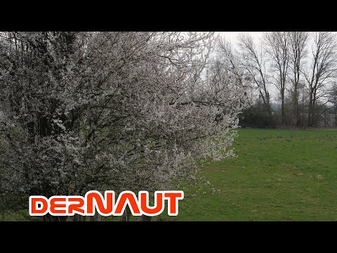 Der Frühling naht | spring is approaching | Free to use 4K footage - creative commons