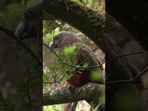 Kaka Nestor Meridionalis….