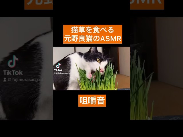 ASMR🎧猫草をむしゃむしゃ食べる猫  #asmr