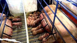 6. How to help your pigs when they are giving birth [ Farrowing ]