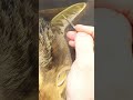 Painting cats ears