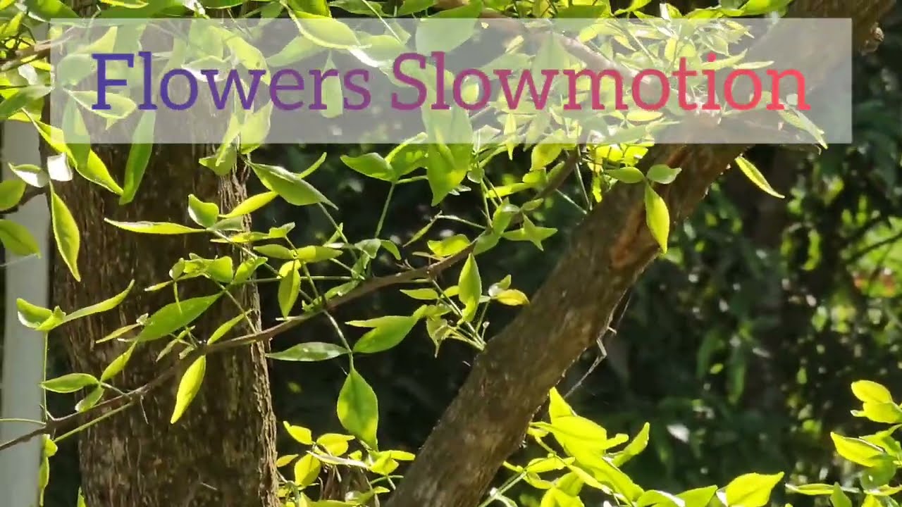 Natural Video EP 93 Wood apple Plant Farming Videography YouTube