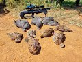 Huben k1 22cal  guinea fowl hunt africa pcp high power semiauto airgun hunting sideshot scopecam