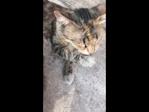 Γατάκι θηλάζει😍❤️(σκηνή αγάπης)