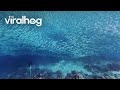 Moalboal Sardines Run || ViralHog