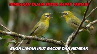PANCINGAN PLECI NEMBAKVARIASI KENARI WIT WIT WIT , SPEED RAPAT PANJANG BIKIN LAWAN BUKA PARUH