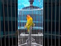 Jual Burung Lovebird Ngekek
