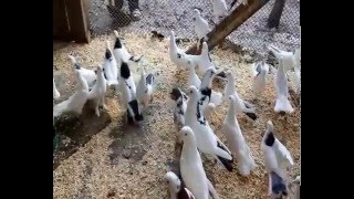 Baki Goyercinleri Бакинские Голуби Baku Pigeons Ruslan_Şahin 2016