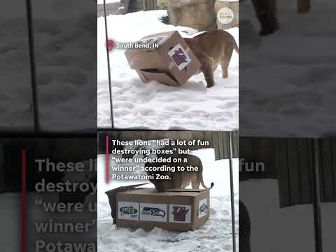 Patriots vs. Seahawks: Which team did these animals pick to win the Super Bowl?