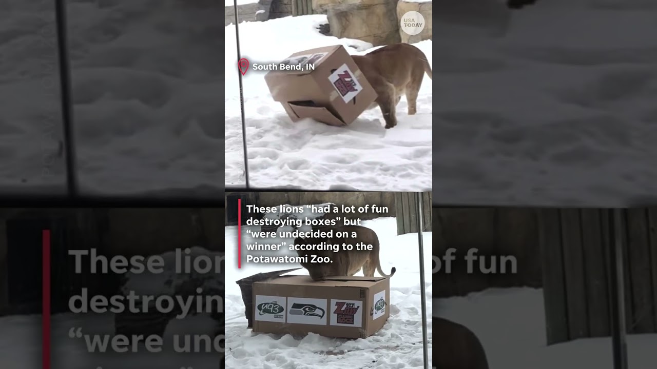 Patriots vs. Seahawks: Which team did these animals pick to win the Super Bowl?