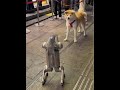 When a robot dog meets an akita dog #robotdog #dog #akitadog #akita #roboticdog