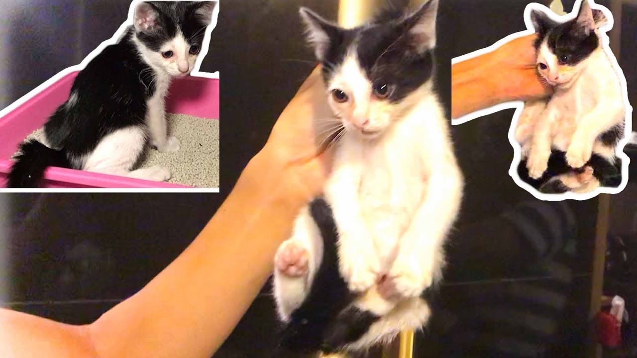 39 When Do Kittens Start Pooping Collection