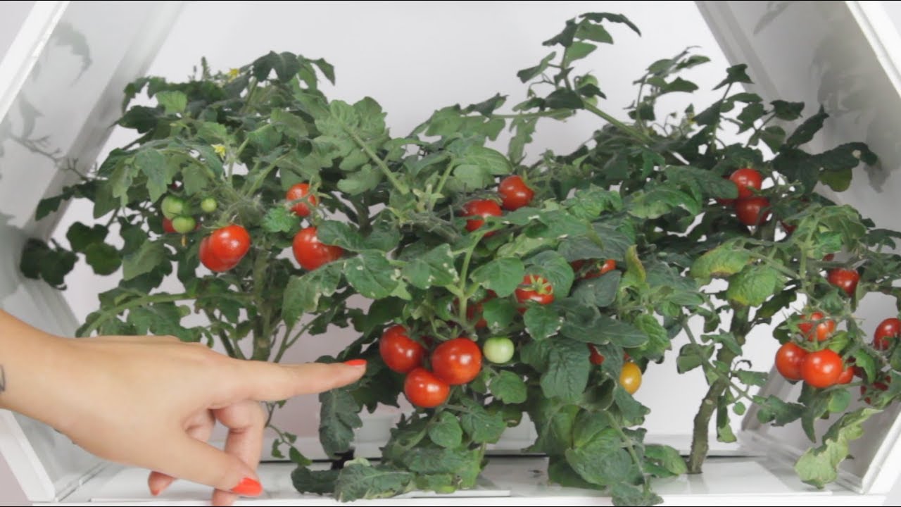 GROWTIPS: Harvest tomatoes