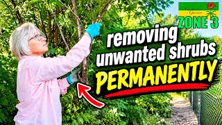 How I remove invasive shrubs for good | Cold Climate Fall Gardening