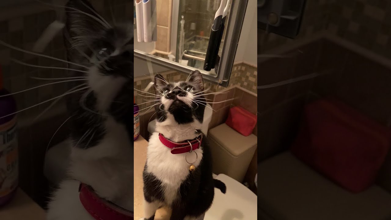 cat and dental floss... YouTube