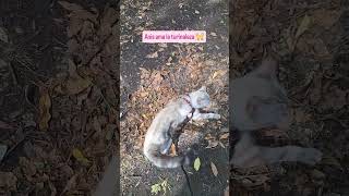 Paseo con Anis #gatos #cat #catadventure #catoutdoor #paseo #gatocurioso #gatos #vidacongatos