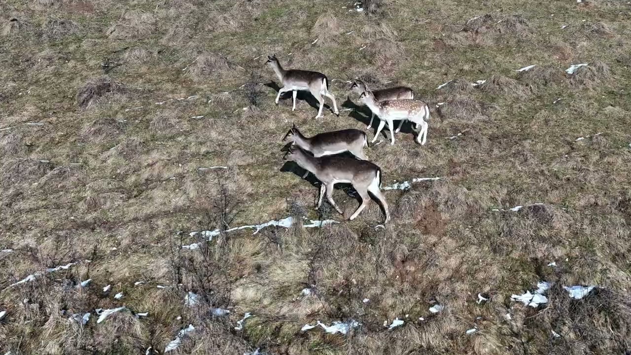 🦌 Daniel škvrnitý pri Gelnici | Tiché 4K pozorovanie zveri | Volovské vrchy 🌲❄️