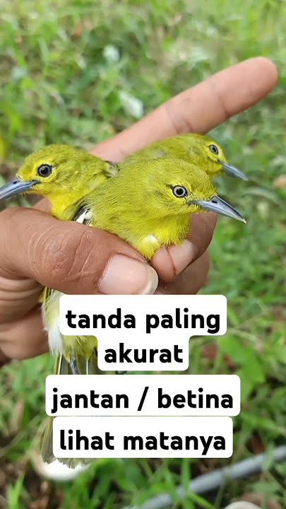 perbedaan sirtu jantan dan betina #sirtujantan #kicaumania #caramerawatsirtu