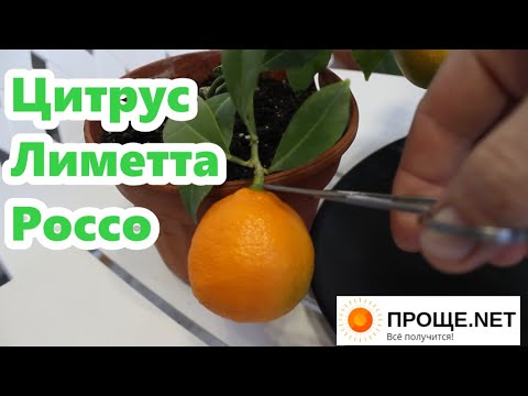 Цитрус Лиметта Россо