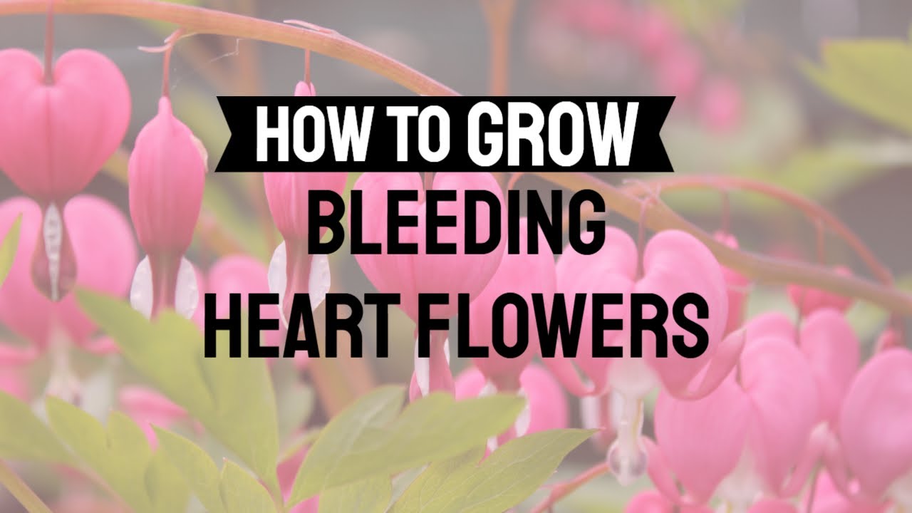HOW TO GROW BLEEDING HEART FLOWERS (DICENTRA SPECTABILIS) IN ZONES 3 TO 9 YouTube