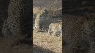 This Leopard Cub #leopard #wildlife #animals #shortsafrica #100shorts2024 #africanwildlife