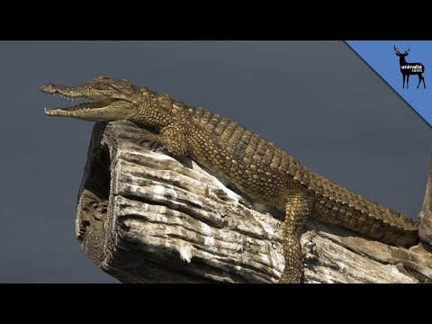 Crocodiles Can Climb Trees