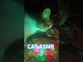 CAT ASMR