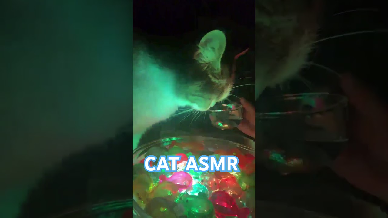 CAT ASMR