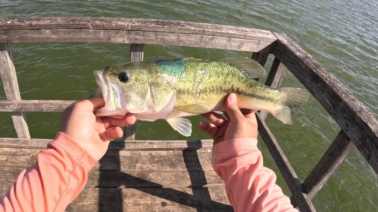 Minnow Fishing #bassfishing #crappiefishing #catfishing