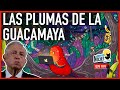 LAS PLUMAS DE LA GUACAMAYA