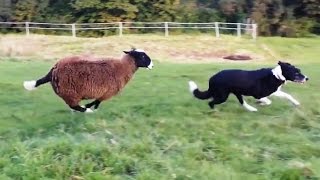 Sheep Who Think Theyre Dogs