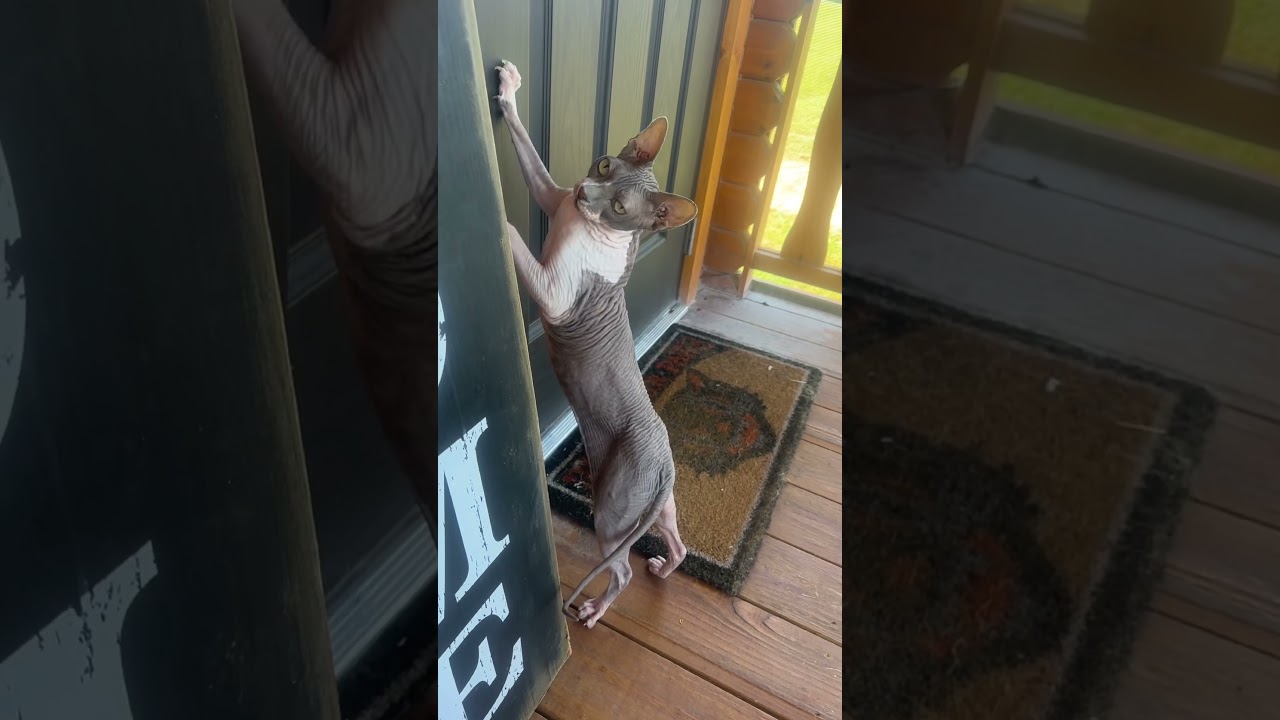 An attitude only Phil could fix #cat #funny