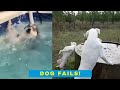 Dog Fails - Dogs Trying Their Best and Not Doing So Well