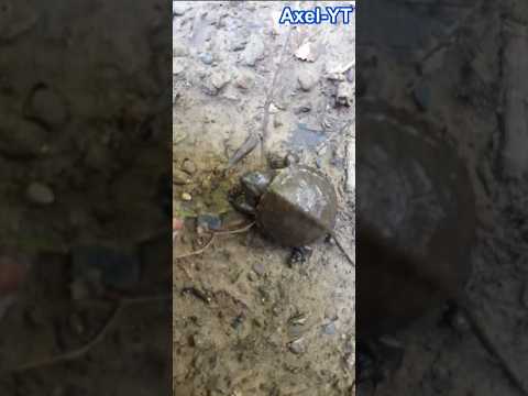👾Cea mai mare testoasa din Romania vazuta la Baia de Arama #wildlife #turtle